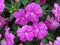 Rain Soaked Purple Impatiens Flowers