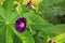 Rain soaked purple Morning Glory flower against a Castor Bean leaf