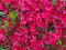 Rain Soaked Red Azalea Flowers