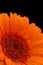 Rain-spattered orange gerbera close-up against black background