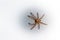 Rain Spider climbing up a white stucco wall