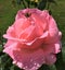 A rain-splattered pink rose is probed by a bee