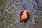 Rain stock photo. Yellowed autumn leaf floats in a wooden boat in a puddle during the falling rain and flood