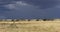 Rain storm with dramatic clouds approach over dry Kalahari grass