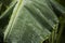 Rain storm and raining drop on banana leaf