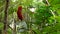 Rain and sunshine in tropical jungle. Shallow focus on rain forest leafs and flower close up