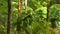 Rain and sunshine in tropical jungle. Shallow focus on rain forest leafs and flowers close up