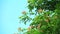 Rain Tree, East Indian Walnut, Monkey Pod and blue sky