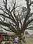 Rain tree, special part of Assam`s natural scenery, popular for oxygen supplier