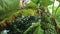 Rain in the tropical garden. Banana tree in thailand. Rainforest during the rainy season