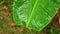 Rain in the tropics. A large green leaf of a banana tree staggers from the blows of raindrops