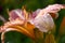 After a rain. View of a day lily sideways.