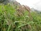 Rain washed Garhwal Reedgrass in Valley of Flowers