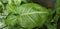 Rain water above the leaf Syngonium podophyllum garden plant