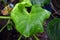 Rain water drops on Big Taro leaf, Colocasia, Alocasia macrorrhizos, eleplant ear leave