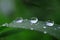 After rain water drops on green leave, sparkle of droplets on surface leaf.