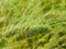 rain water drops spikes meadow nature background