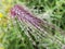 Rain water drops spikes meadow nature background