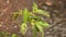 Rain water falling on small cactus plants, raindrops falling down on small plants during heavy summer monsoon rainfall.