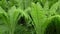 Rain water fern plant