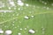 Rain, waterâ€‹ dropsâ€‹ onâ€‹ greenâ€‹ leaf.