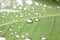Rain, waterâ€‹ dropsâ€‹ onâ€‹ greenâ€‹ leaf.