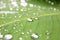 Rain, waterâ€‹ dropsâ€‹ onâ€‹ greenâ€‹ leaf.