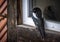 Rain wet magpie sheltered on a window.