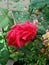 Rain wet rose