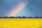 Rainbow Above Rural Landscape With Blossom Of Canola Colza Yellow Flowers. Rapeseed, Oilseed Field Meadow.