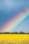 Rainbow Above Rural Landscape With Blossom Of Canola Colza Yellow Flowers. Rapeseed, Oilseed Field Meadow.