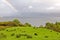 Rainbow above the sheep grazing