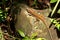 Rainbow Ameiva, Lizard, Marino Ballena National Park, Costa Rica