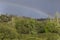 Rainbow appearing over the trees