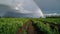 A rainbow appears over a field of crops. AI generative image.