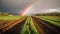 A rainbow appears over a field of lettuce. AI generative image.