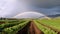 A rainbow appears over a field of lettuce. AI generative image.