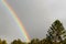 Rainbow and araucaria heterophylla