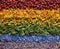 Rainbow assortment of variety of hers: red dog-rose, orange calendula, yellow tansy, green nettle, blue cornflower, purple bloomin