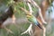 Rainbow Bee-eater