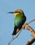 Rainbow bee eater