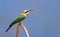 Rainbow bee eater with blue sky background