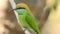 Rainbow Bee Eater. Merops genus Rainbow Bee-Eater is a spectacular bird.Rainbow Bee-eater. Merops, animal..Rainbow bee eater clo