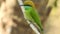 Rainbow Bee Eater. Merops genus Rainbow Bee-Eater is a spectacular bird.Rainbow Bee-eater. Merops, animal..Rainbow bee eater clo