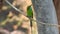 Rainbow Bee Eater. Merops genus Rainbow Bee-Eater is a spectacular bird.Rainbow Bee-eater. Merops, animal..Rainbow bee eater clo