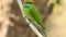 Rainbow Bee Eater. Merops genus Rainbow Bee-Eater is a spectacular bird.Rainbow Bee-eater. Merops, animal..Rainbow bee eater clo
