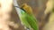 Rainbow Bee Eater. Merops genus Rainbow Bee-Eater is a spectacular bird.Rainbow Bee-eater. Merops, animal..Rainbow bee eater clo