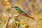 Rainbow bee eater (Merops ornatus)