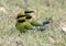 Rainbow bee eaters nesting