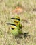 Rainbow bee eaters nesting